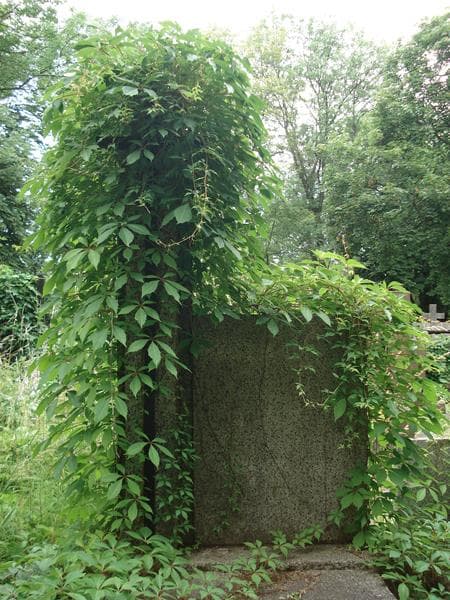 Zdjęcie grobu Maria Wróbel (2)