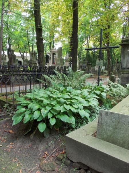 Zdjęcie grobu Kazimiera Maria Chankowska (1)