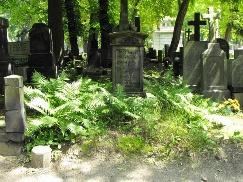 Zdjęcie grobu: Józef Marczewski