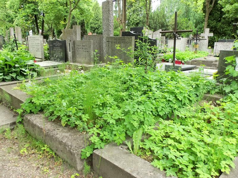 Zdjęcie grobu Anna Domańska (1)