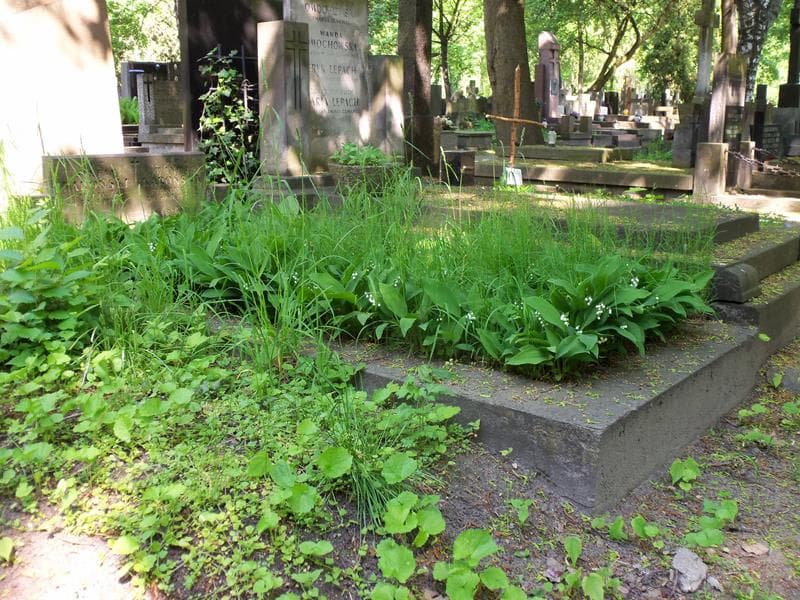 Zdjęcie grobu Matylda Brzechffa (1)