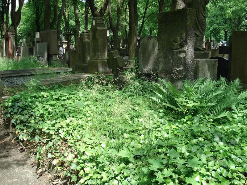 Zdjęcie grobu Zofja Krzemieniewska (1)