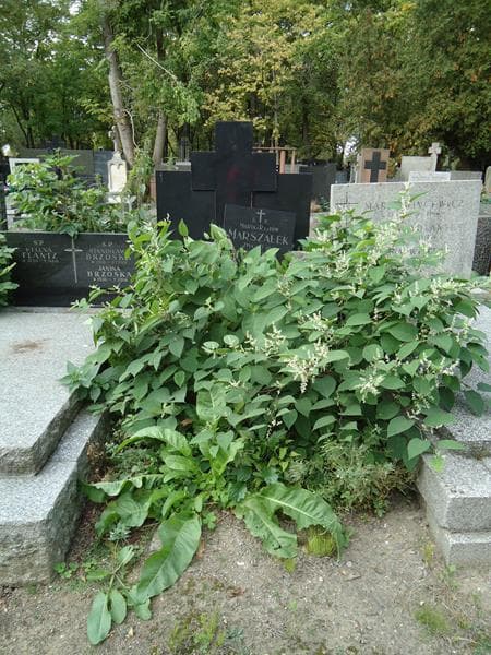 Zdjęcie grobu: Maria Marszałek
