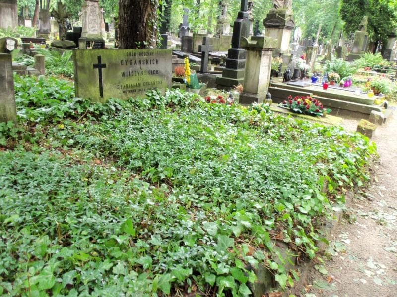 Zdjęcie grobu Stanisław Cygański (1)