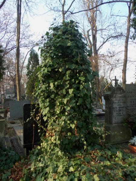 Zdjęcie grobu Aurelia Schafnagl (2)