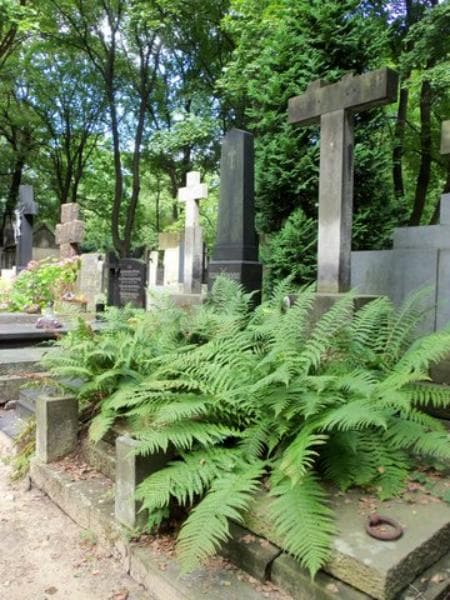 Zdjęcie grobu Kazimierz Lesisz (1)