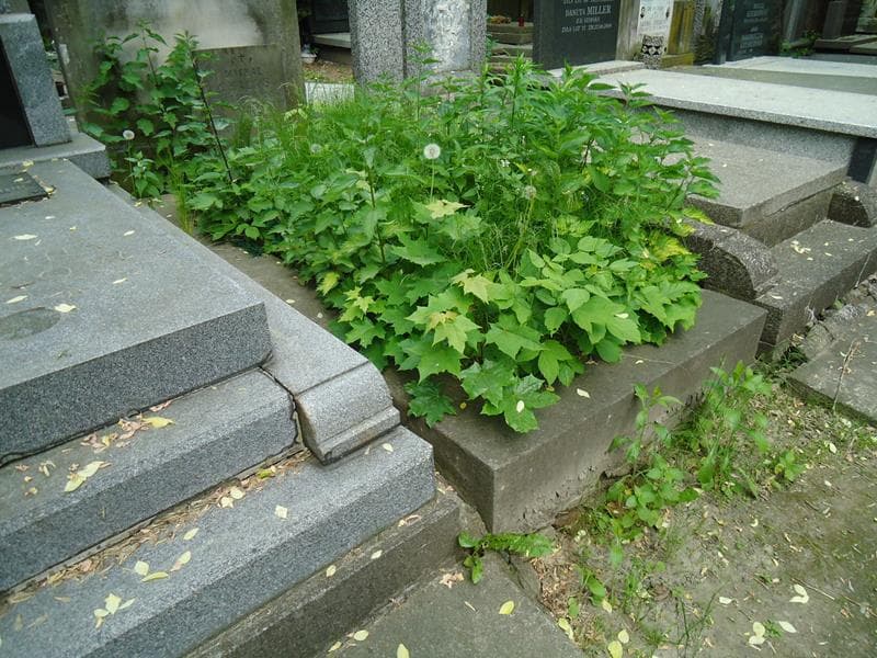 Zdjęcie grobu Michał Chałas (1)
