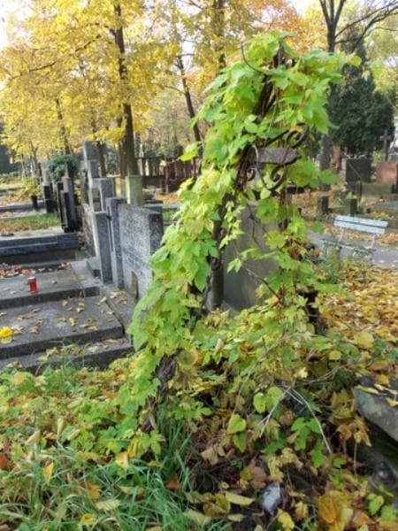 Zdjęcie grobu Anonim (2)