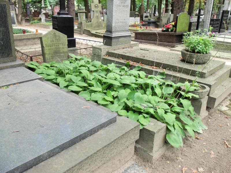 Zdjęcie grobu Teofila Naguszewska (1)