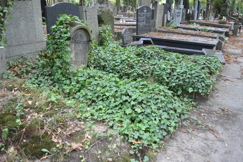 Zdjęcie grobu: Hipolit Brodnicki