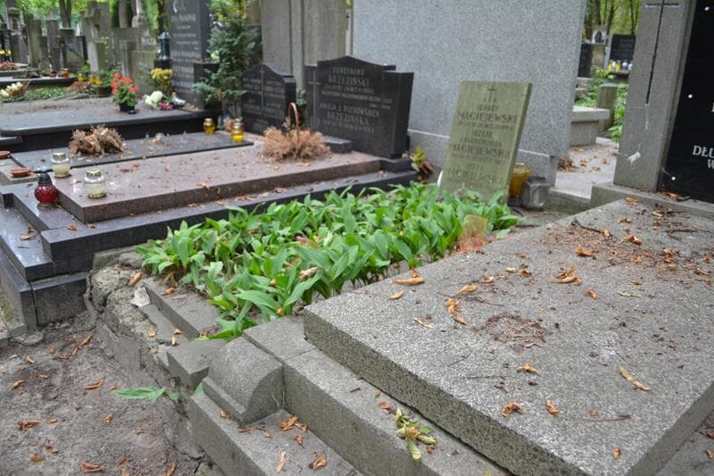 Zdjęcie grobu: Józefa Maciejewska