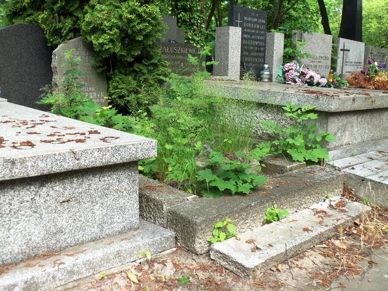 Zdjęcie grobu Berthe Nieszporek (1)