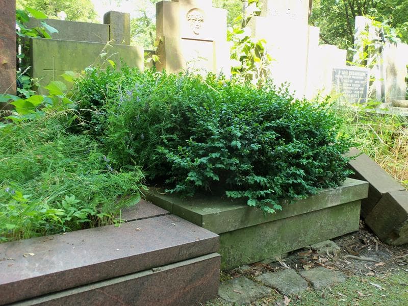 Zdjęcie grobu Pelagia Lewicka (1)
