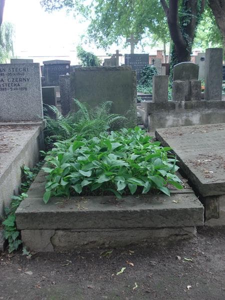Zdjęcie grobu: Józef Słomczyński