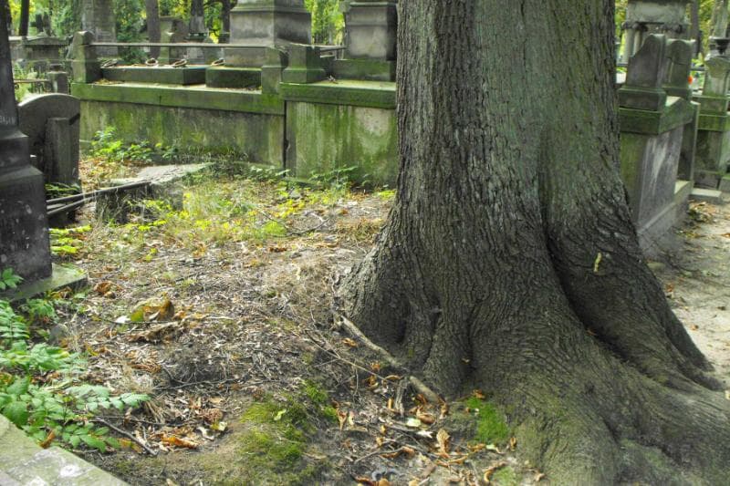 Zdjęcie grobu: Pole Grobowe