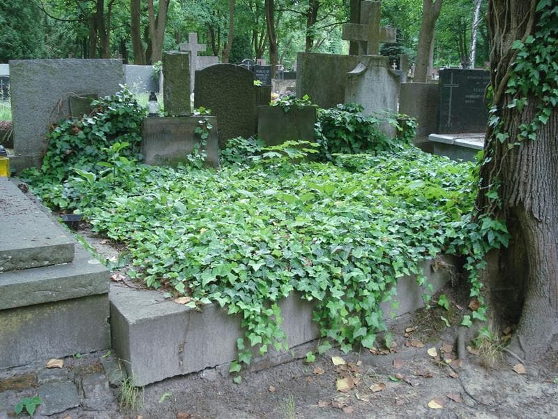 Zdjęcie grobu: Jan Czarnecki