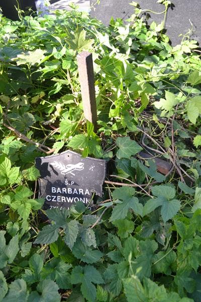Zdjęcie grobu Barbara Czerwonka (2)