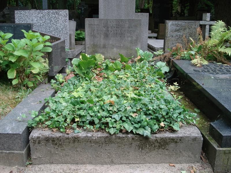 Zdjęcie grobu Jan Koch (1)