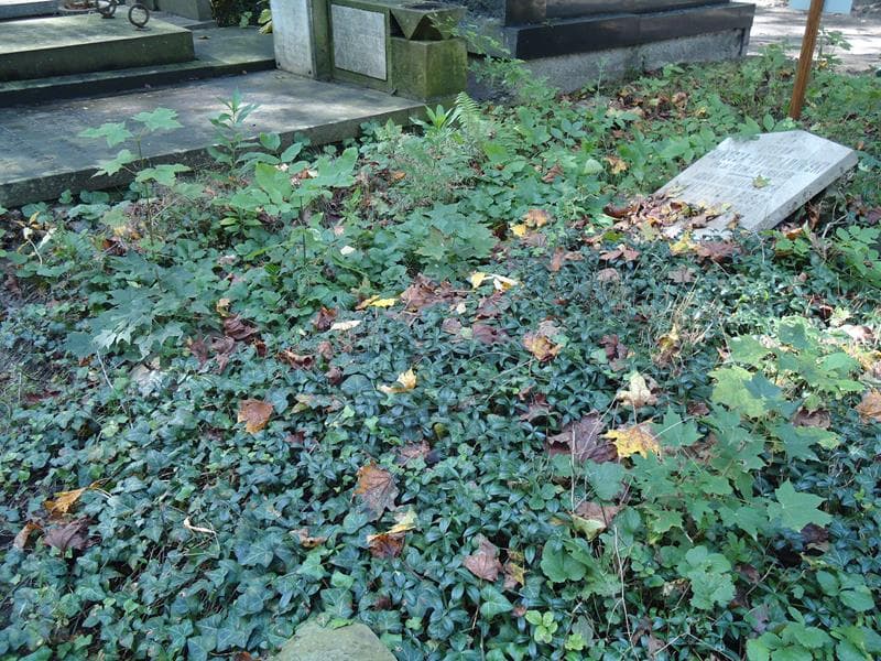 Zdjęcie grobu Anna Pusch (1)