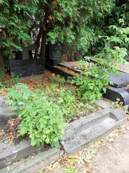 Zdjęcie grobu Alicja Jaworska (1)