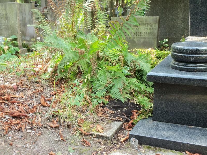 Zdjęcie grobu Maria Holenderska (1)