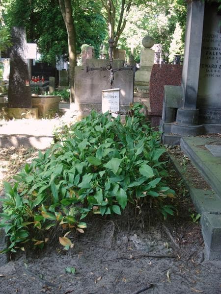 Zdjęcie grobu Zofia Cienkuszewska (1)