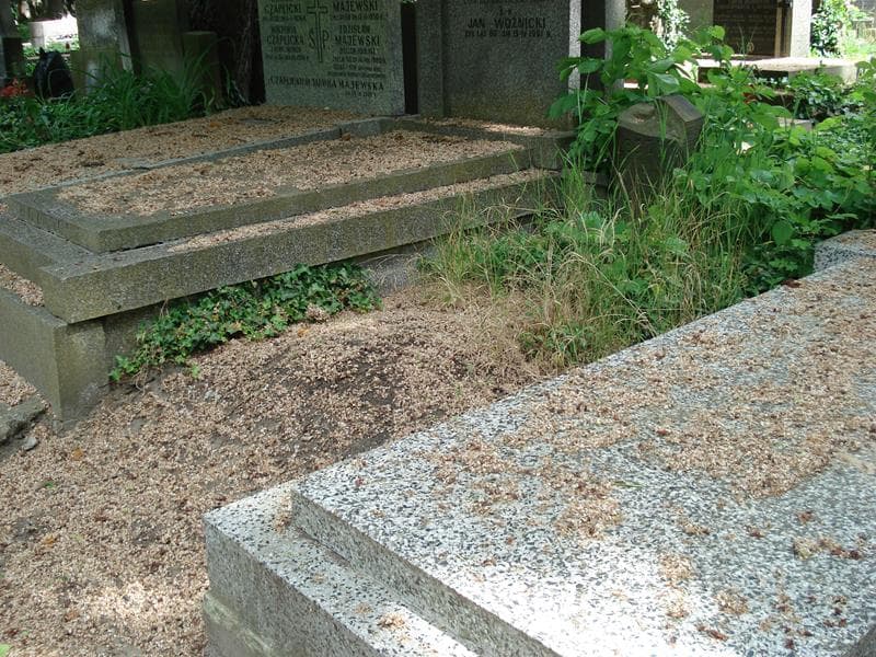 Zdjęcie grobu Władysław Leszek (1)