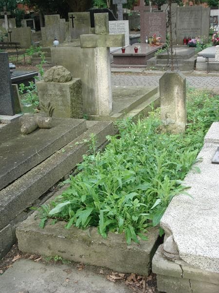 Zdjęcie grobu Waldemar Lorentz (1)
