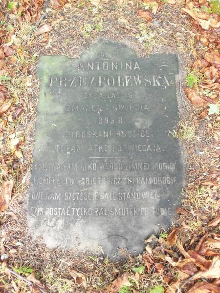 Zdjęcie grobu Antonina Przezpolewska (2)