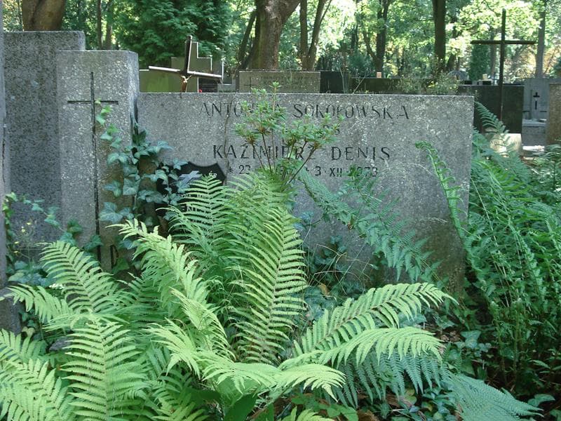 Zdjęcie grobu Kazimierz Denis (1)