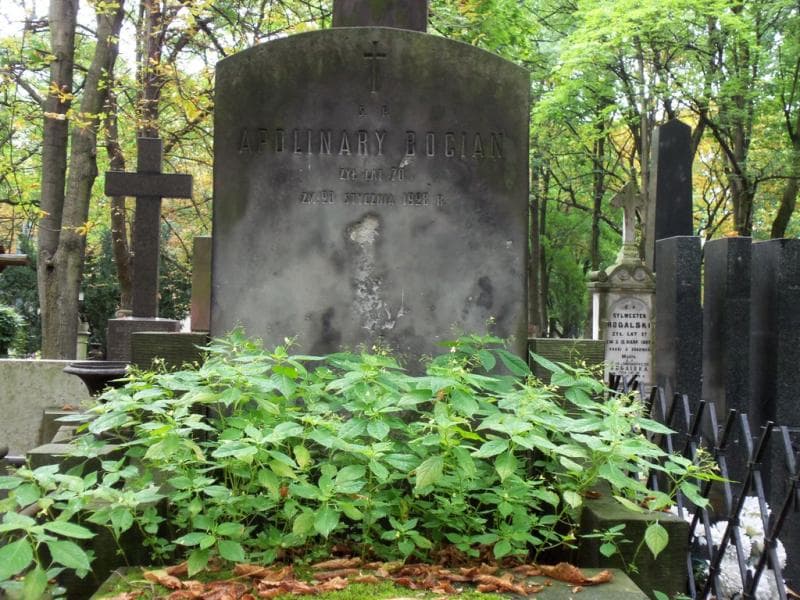 Zdjęcie grobu Apolinary Bocian (2)