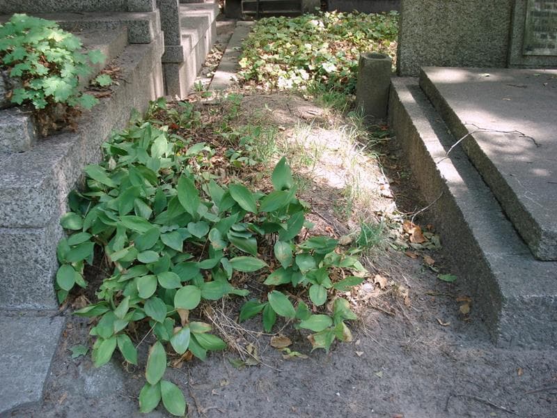 Zdjęcie grobu Pole Grobowe (1)