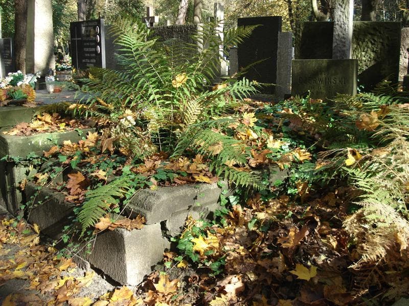Zdjęcie grobu Józef Czerwiński (1)
