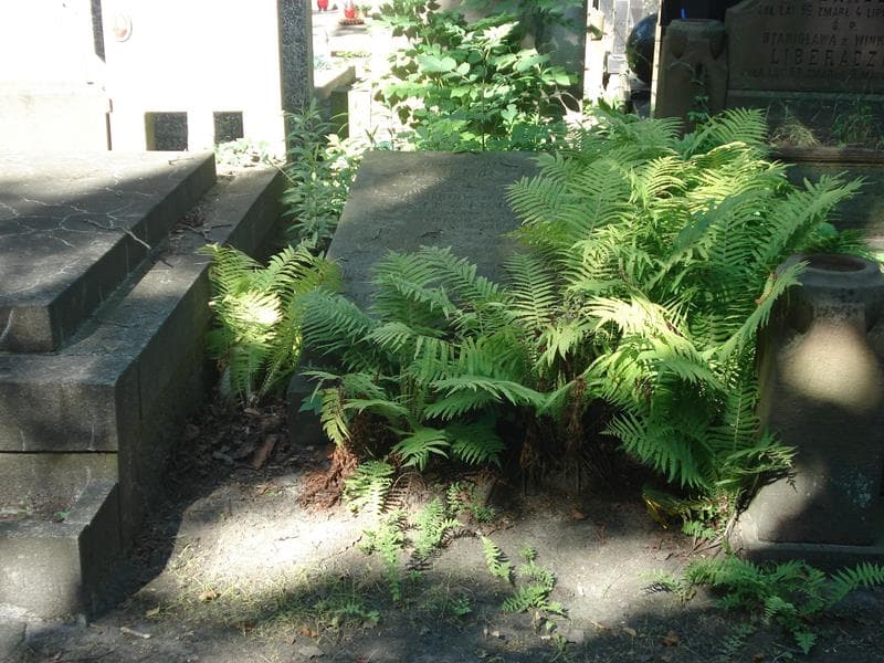 Zdjęcie grobu: Jadwiga Sienicka