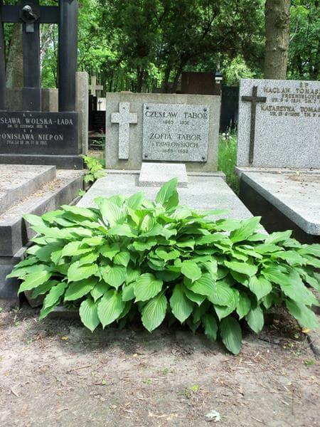 Zdjęcie grobu: Tadeusz Tabor