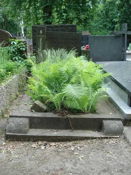 Zdjęcie grobu: Eufemia Brzezińska