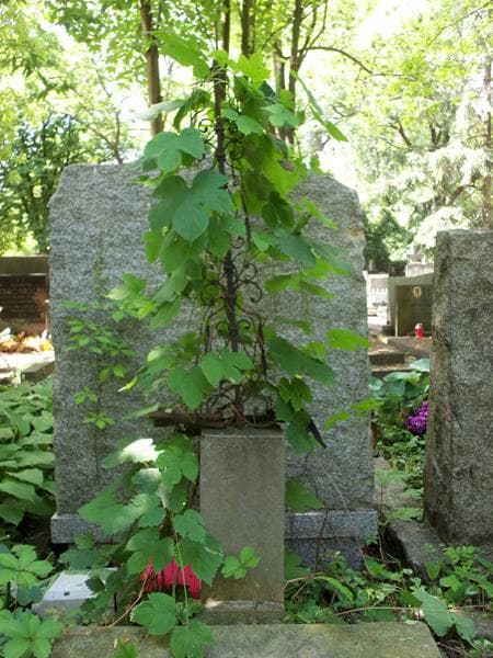 Zdjęcie grobu Róża Rozalia Horzelska (2)