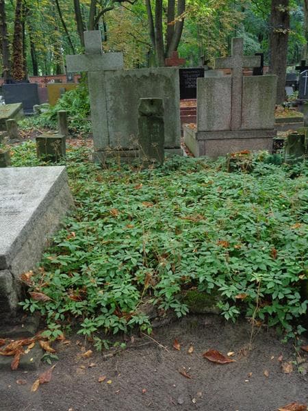 Zdjęcie grobu Natalja Junosza Cieślińska (1)