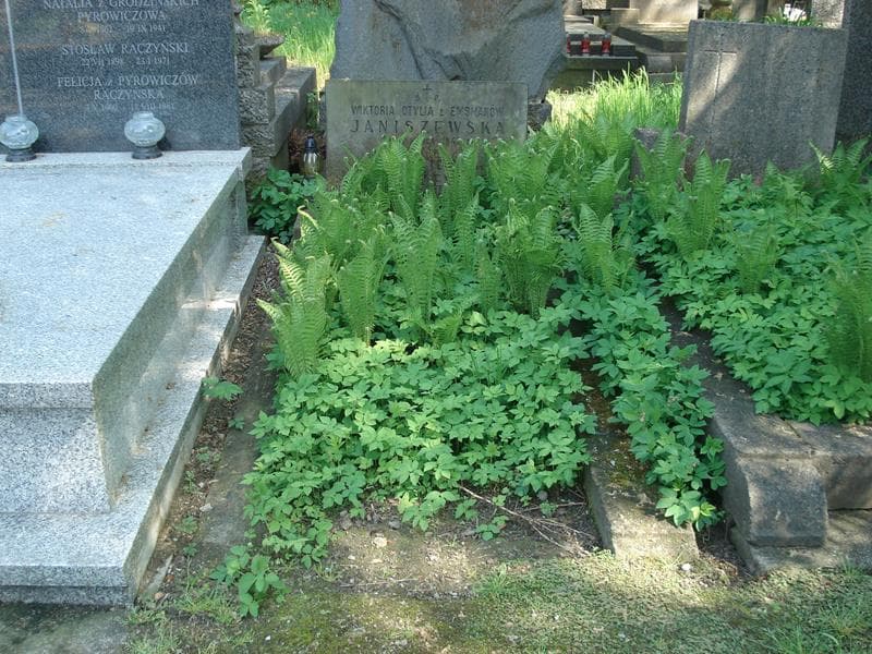 Zdjęcie grobu: Janina Teofila Janiszewska