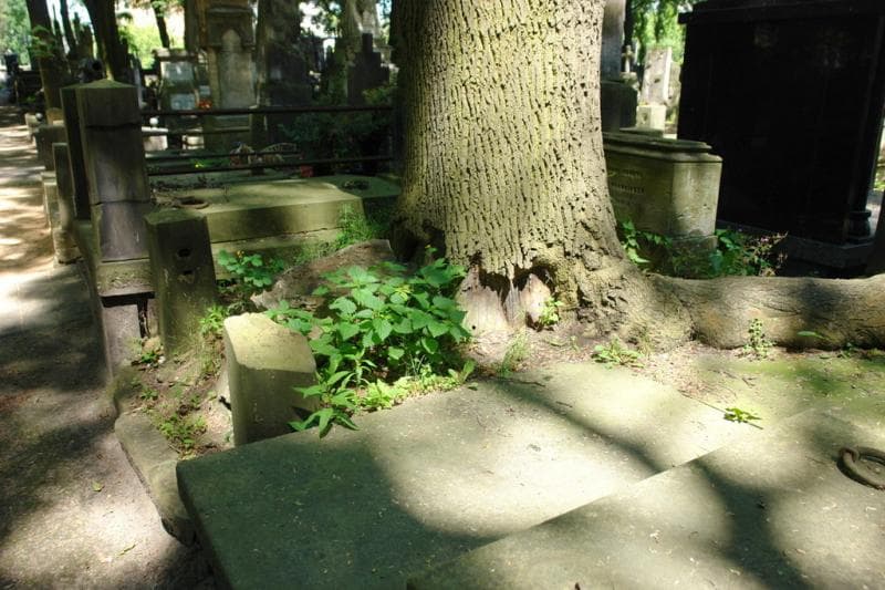 Zdjęcie grobu: Franciszek Piętka