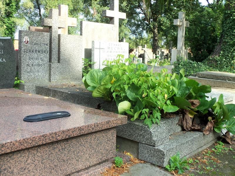 Zdjęcie grobu Stanisław Turkowski (1)
