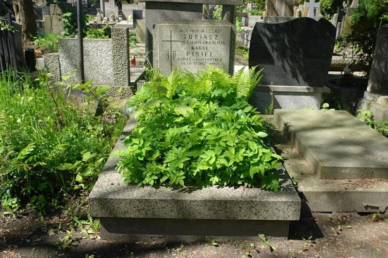 Zdjęcie grobu: Karol Pistel