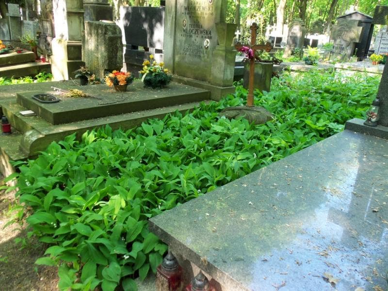 Zdjęcie grobu Anna Lubaś (1)
