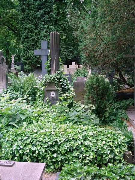 Zdjęcie grobu Feliks Perzanowski (1)