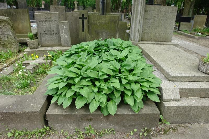 Zdjęcie grobu Zofia Pukowa (1)