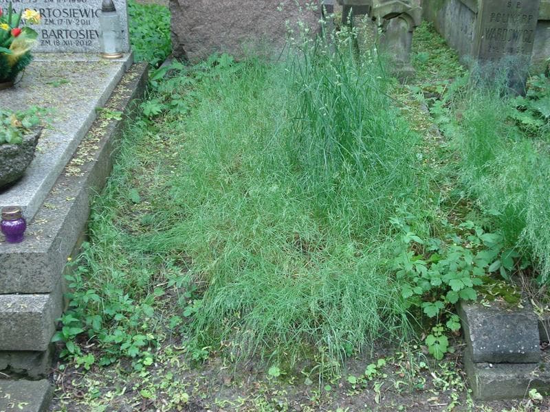 Zdjęcie grobu: Pole Grobowe