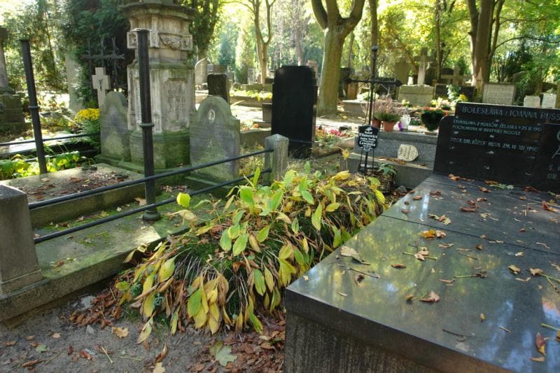 Zdjęcie grobu Janina Teofila Lewińska (1)