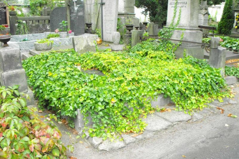 Zdjęcie grobu Władysława Jaskulska (1)