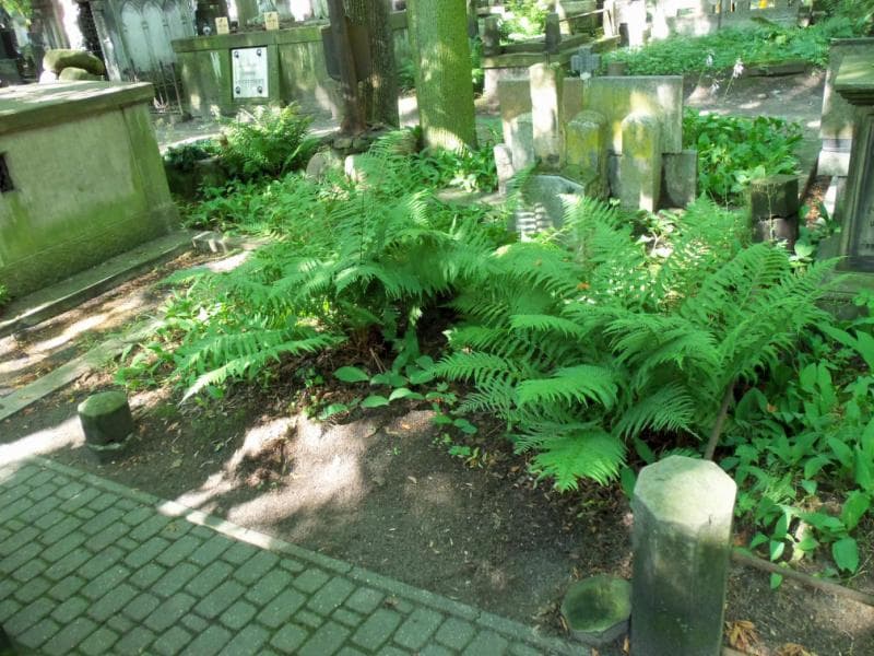 Zdjęcie grobu Wiktorya Czajkowska (1)