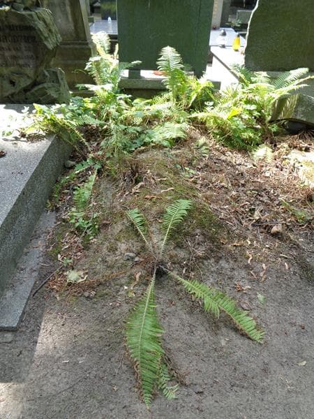 Zdjęcie grobu: Pole Grobowe